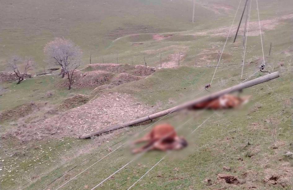 Jizzaxda elektr ustuni qulashi oqibatida 3 bosh chorva mol nobud bo‘ldi